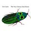 Imagem de VERY CLUMSY CLICK BEETLE, THE