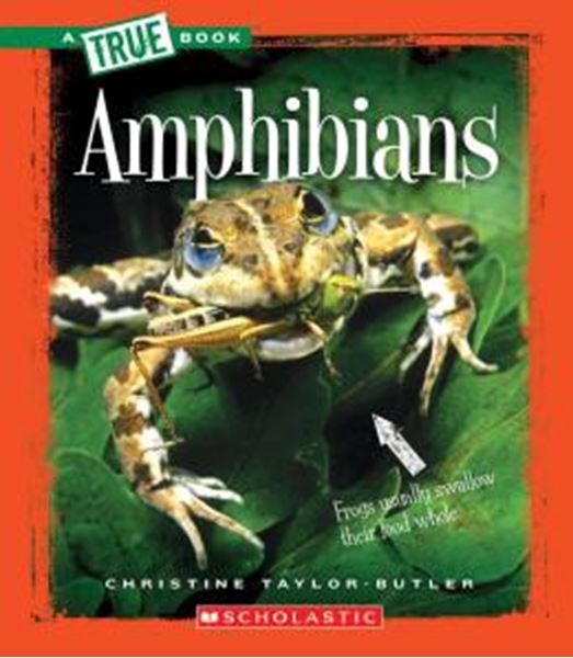 Picture of AMPHIBIANS
