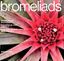 Imagem de BROMELIADS