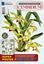 Imagem de POSTER MESTRE DAS ORQUIDEAS - AS MAIS BELAS ORQUIDEAS CYMBIDIUM