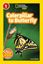 Imagem de NATIONAL GEOGRAPHIC KIDS READERS L1 - CATERPILLAR TO BUTTERFLY 