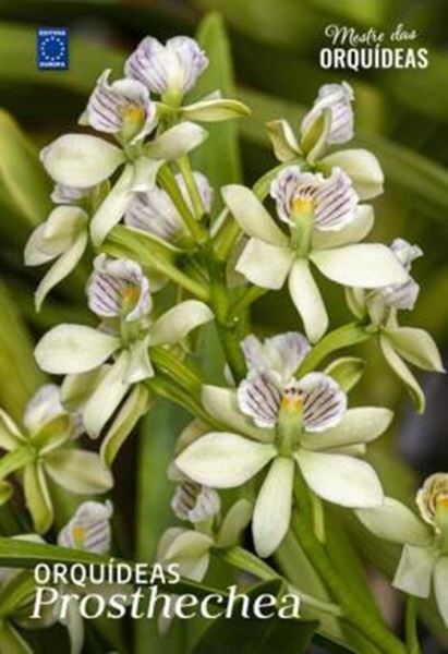 Picture of ORQUIDEAS PROSTHECHEA - MESTRE DAS ORQUIDEAS - VOLUME 30